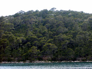 pine forest on Mljet Island