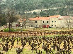 Wine yards on Peljesac